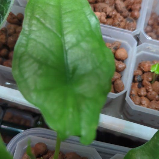 Photo of the plant species Alocasia Dragon Tongue by @WildRootsForest named Sonora on Greg, the plant care app