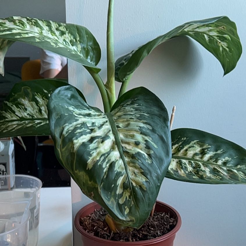 Dumbcane Tropic Snow plant with variegated leaves in a pot, well-framed and healthy.