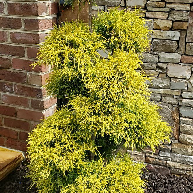 Photo of the plant species Juniper Mistletoe by @ZealSpinysenna named Fernie Saunders on Greg, the plant care app