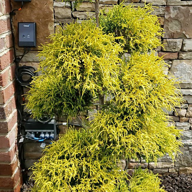 Photo of the plant species Palhinhaea Cernua by @ZealSpinysenna named Gregarious on Greg, the plant care app