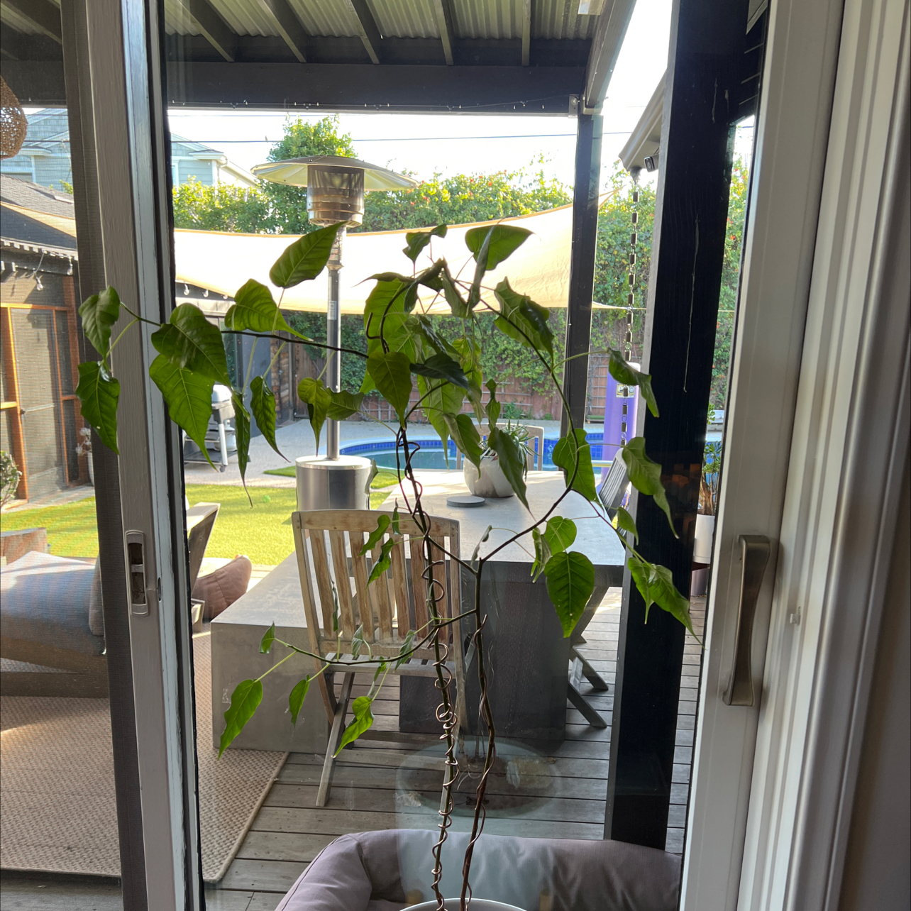 Indoor potted Bodhi Tree near a glass door with some yellowing and browning leaves.