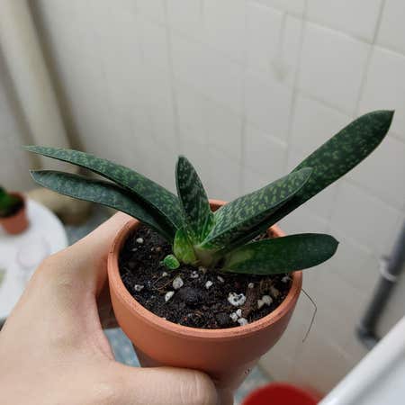 Photo of the plant species Gasteria gracilis by @SpiffyGonolobus named GasteriaGracilis on Greg, the plant care app