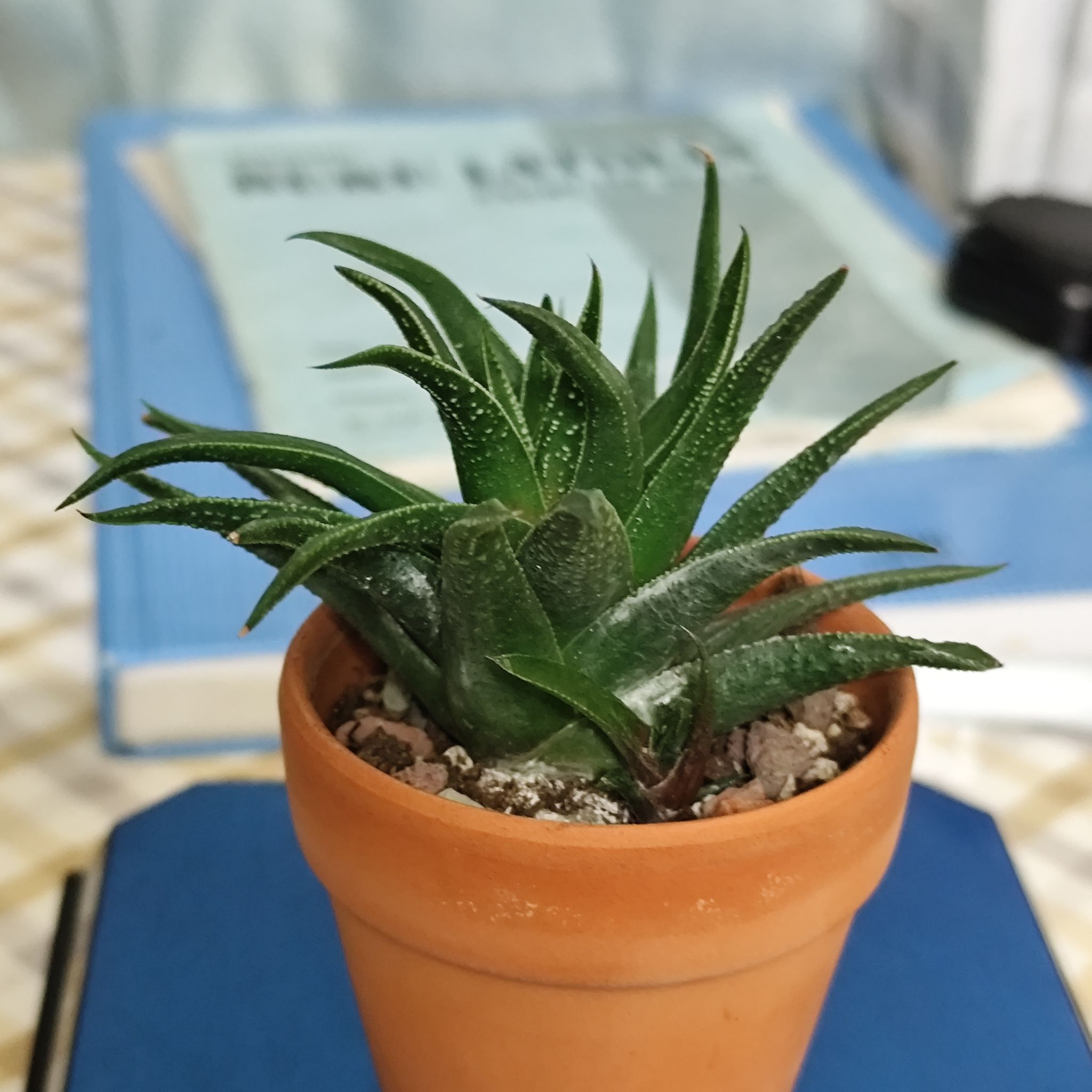 Photo of the plant species Haworthia glabrata by @SpiffyGonolobus named HaworthiopsisAttenuataVar.Glabrata on Greg, the plant care app