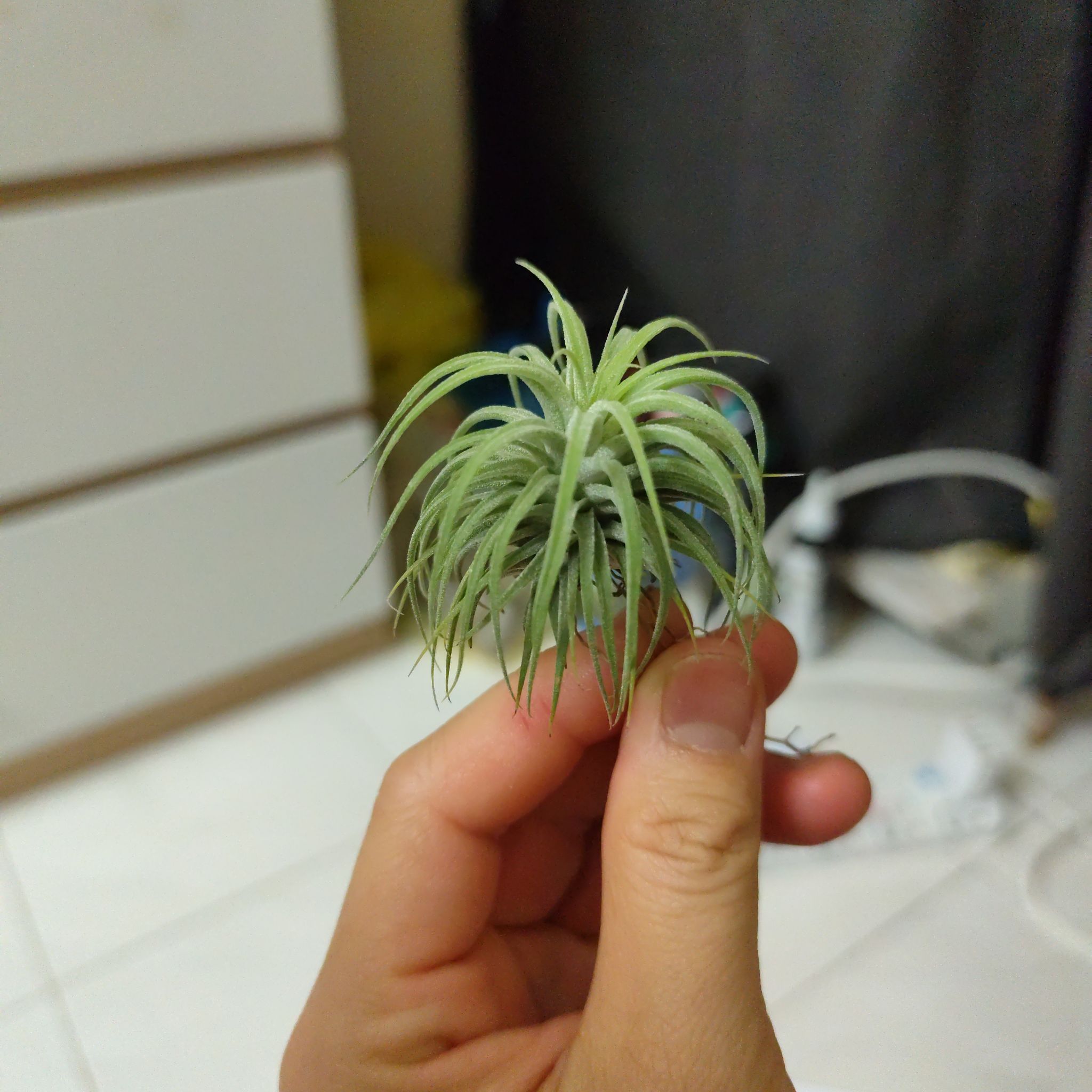Photo of the plant species Ionantha Rubra by @SpiffyGonolobus named TillandsiaIonanthaPleiades002 on Greg, the plant care app