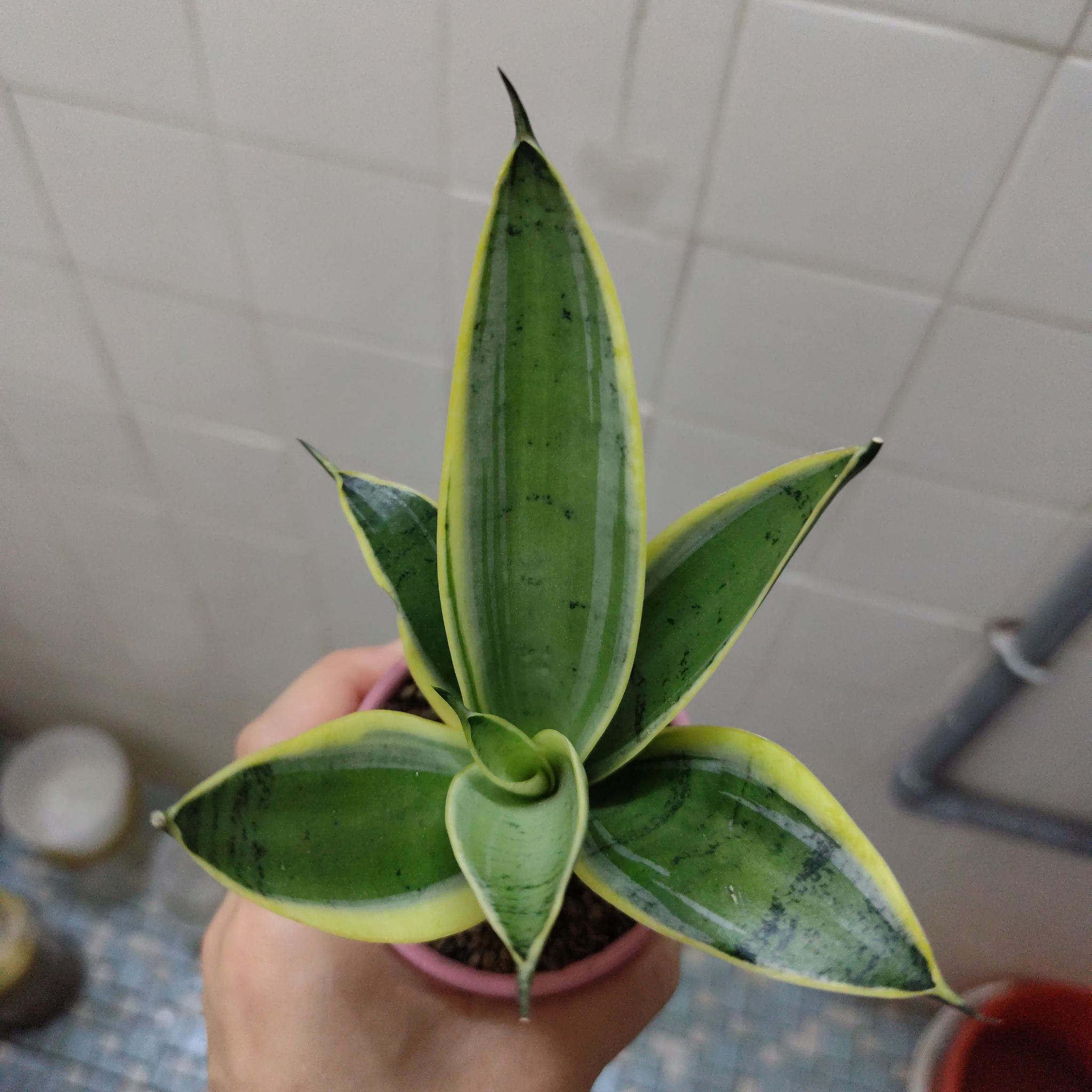 Photo of the plant species Sansevieria 'Silver Hahnii' by @SpiffyGonolobus named SansevieriaTrifasciata'SilverHahniiMarginated' on Greg, the plant care app