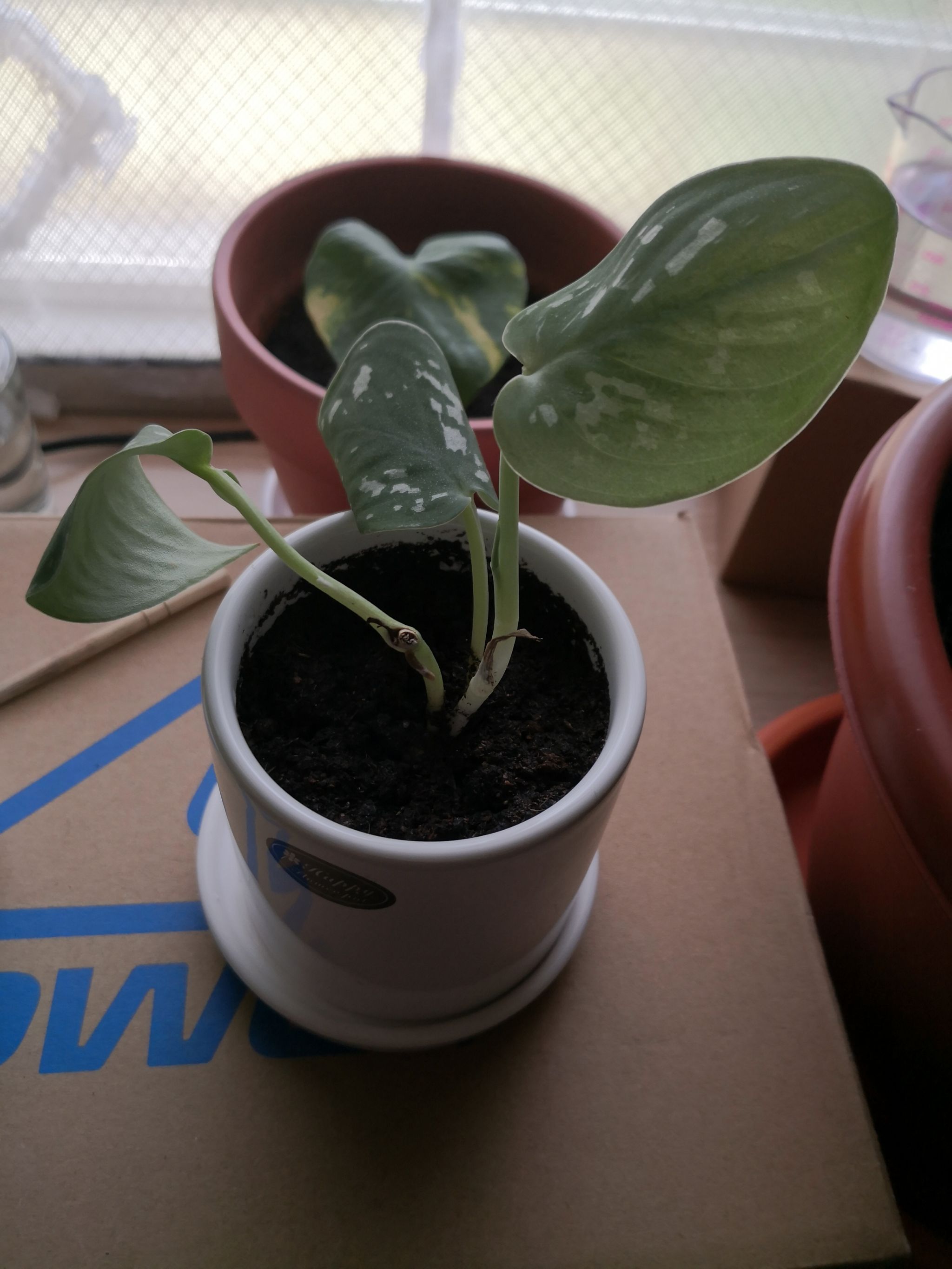 Photo from the post