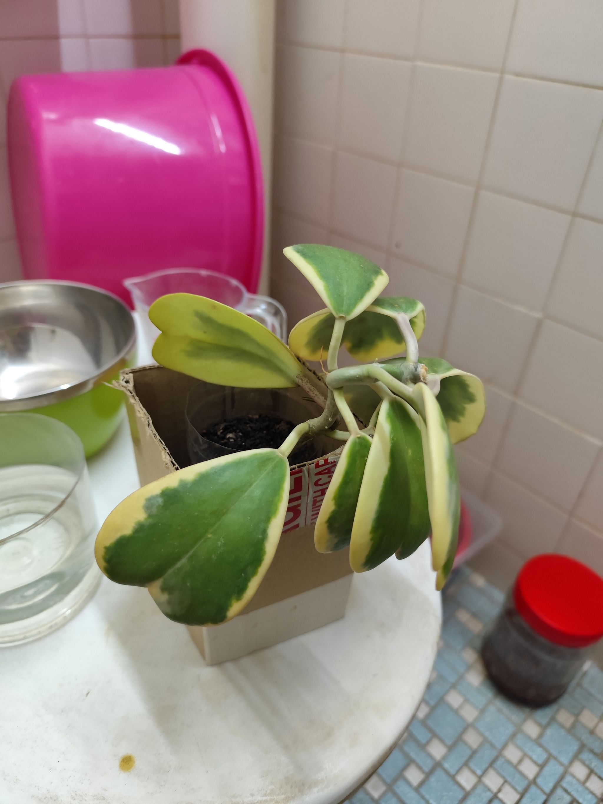 The Complete Hoya Argentea Princess Plant Care Guide: Water