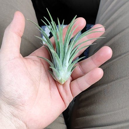 Photo of the plant species Ionantha Rubra by @SpiffyGonolobus named TillandsiaIonanthaRubra on Greg, the plant care app