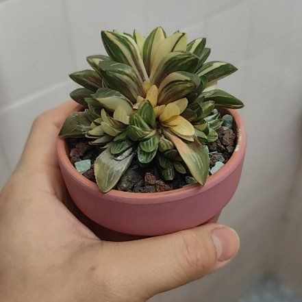 Photo of the plant species Variegated Haworthia retusa by @SpiffyGonolobus named HaworthiaRetusaF.Variegata on Greg, the plant care app