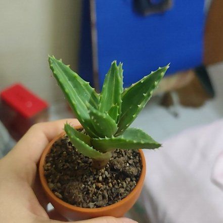 Photo of the plant species Aloe nobilis 'Variegata' by @SpiffyGonolobus named GoldenTigerTooth on Greg, the plant care app