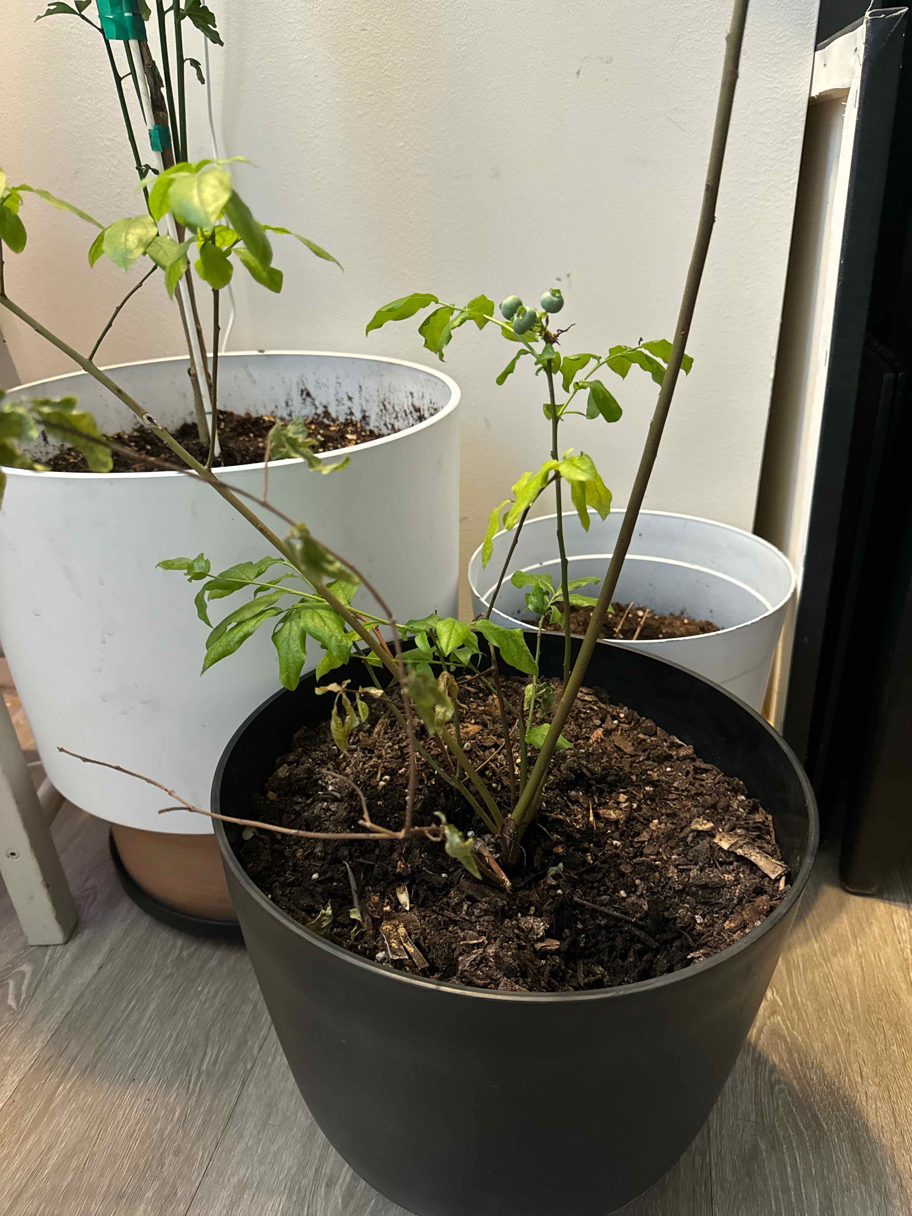 Potted blueberry plant with visible soil and some yellowing and browning leaves.