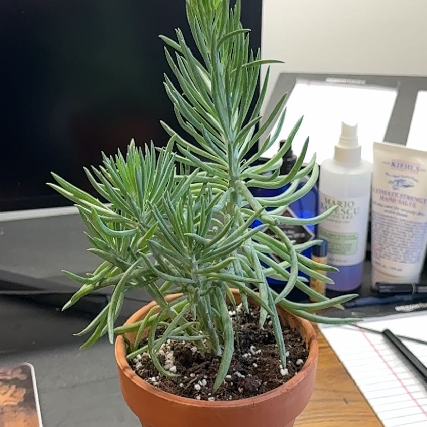Photo of the plant species Senecio Mandraliscae by @PatientHopsage named Osmo on Greg, the plant care app