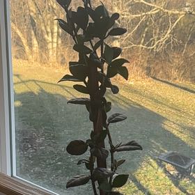 Photo of the plant species Variegated Confederate Jasmine Vine by @GiddyGutweed named Messi on Greg, the plant care app