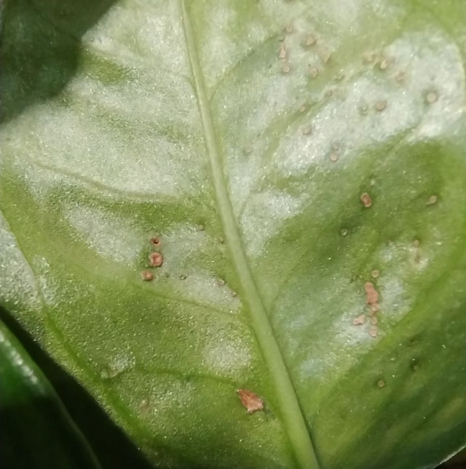 Close-up of a Madeira Vine leaf with small brown spots.