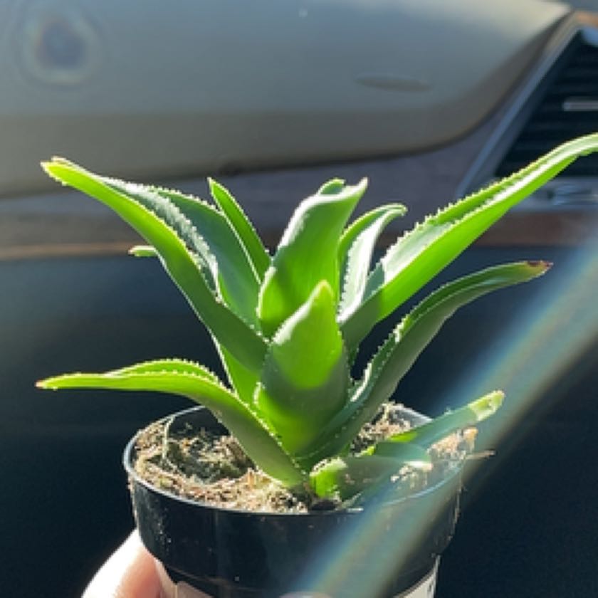 Photo of the plant species Aloe ciliaris by @RestfulQuince named Emerson on Greg, the plant care app