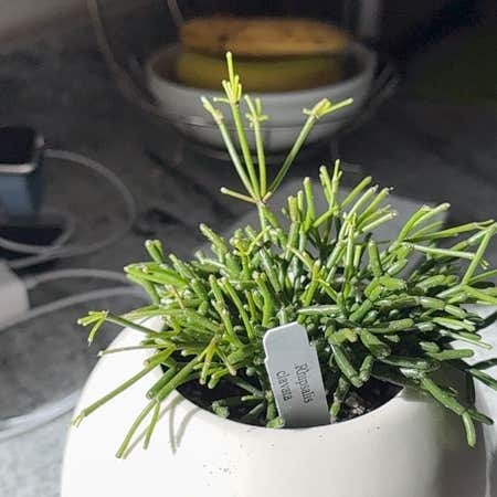 Photo of the plant species Rhipsalis clavata by @SalutePinebush named Miley on Greg, the plant care app