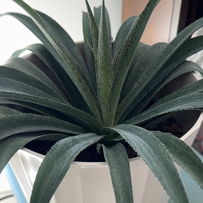 A healthy Agave Raksasa plant in a white pot with green, pointed leaves.