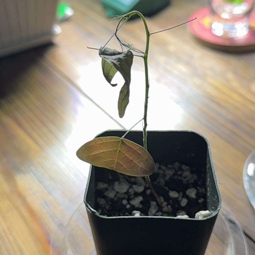 Plant care for Ballerina White Gaura on Greg, the plant care app