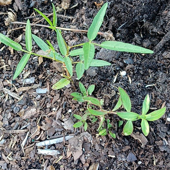 Photo of the plant species Arabian Pea by @LordGoatwillow named Luna on Greg, the plant care app