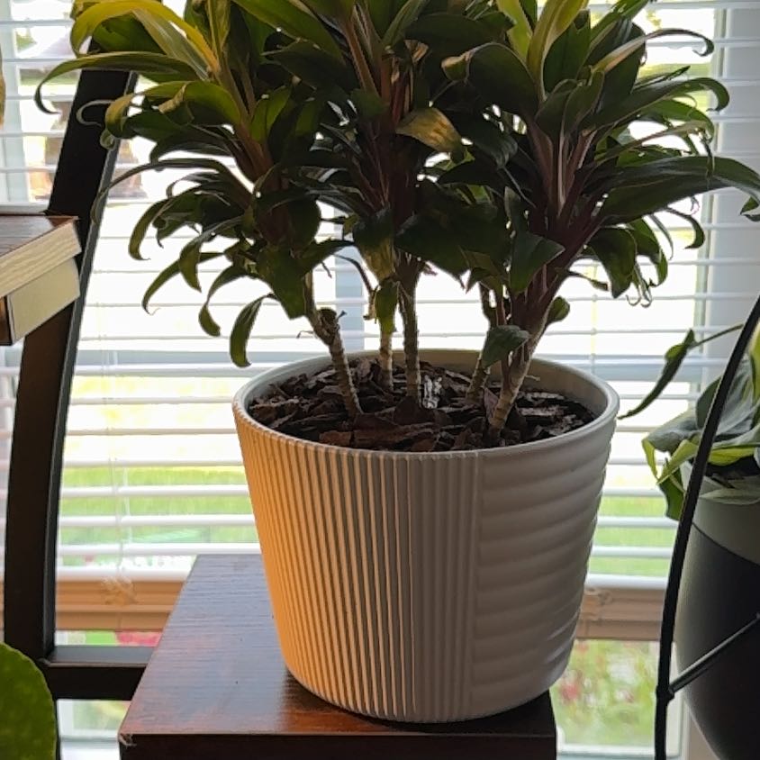 Plant care for Mini White Fittonia on Greg, the plant care app