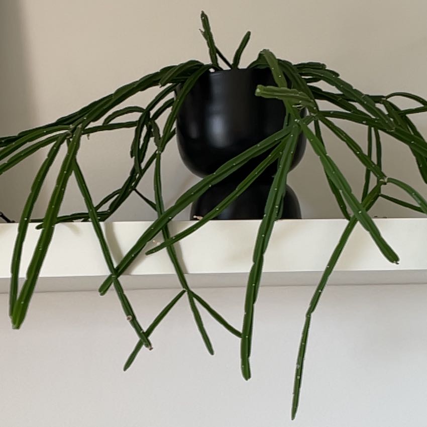 Photo of the plant species Rhipsalis pentaptera by @Raidentrailz named Ulysses S Plant on Greg, the plant care app