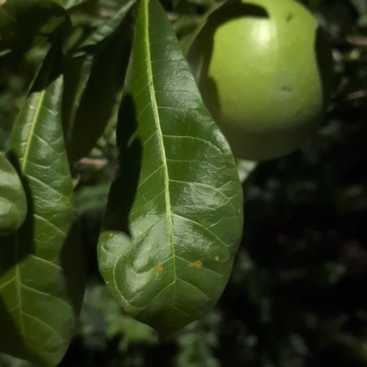 Photo of the plant species Calabash Tree by @DeluxeLemonfern named Sahara on Greg, the plant care app