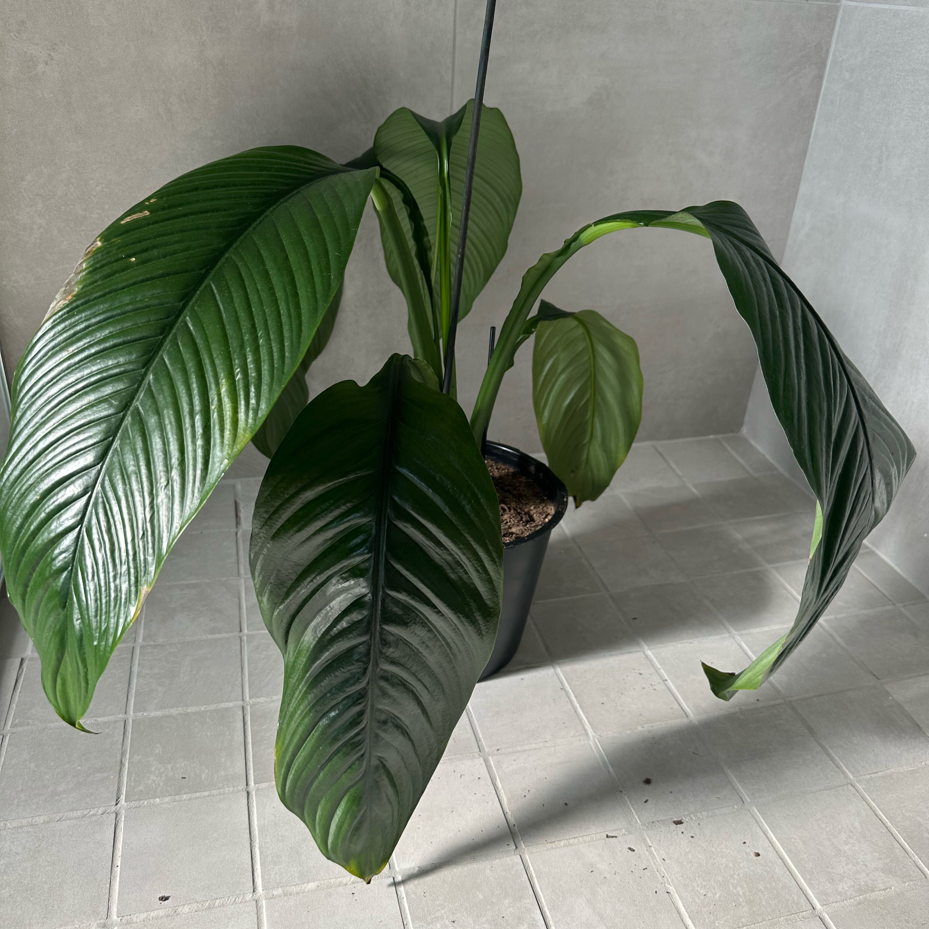 Sensation Peace Lily in a pot with large green leaves and slight browning at the edges.