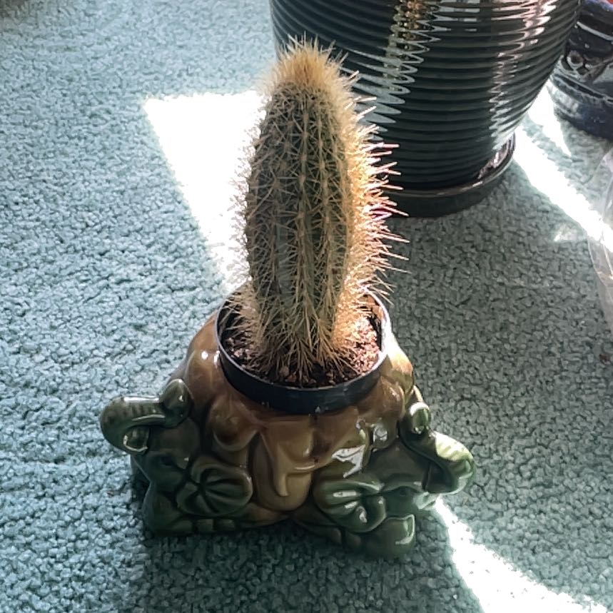 Photo of the plant species Micranthocereus estevesii by @StarCoralcactus named Ellie on Greg, the plant care app