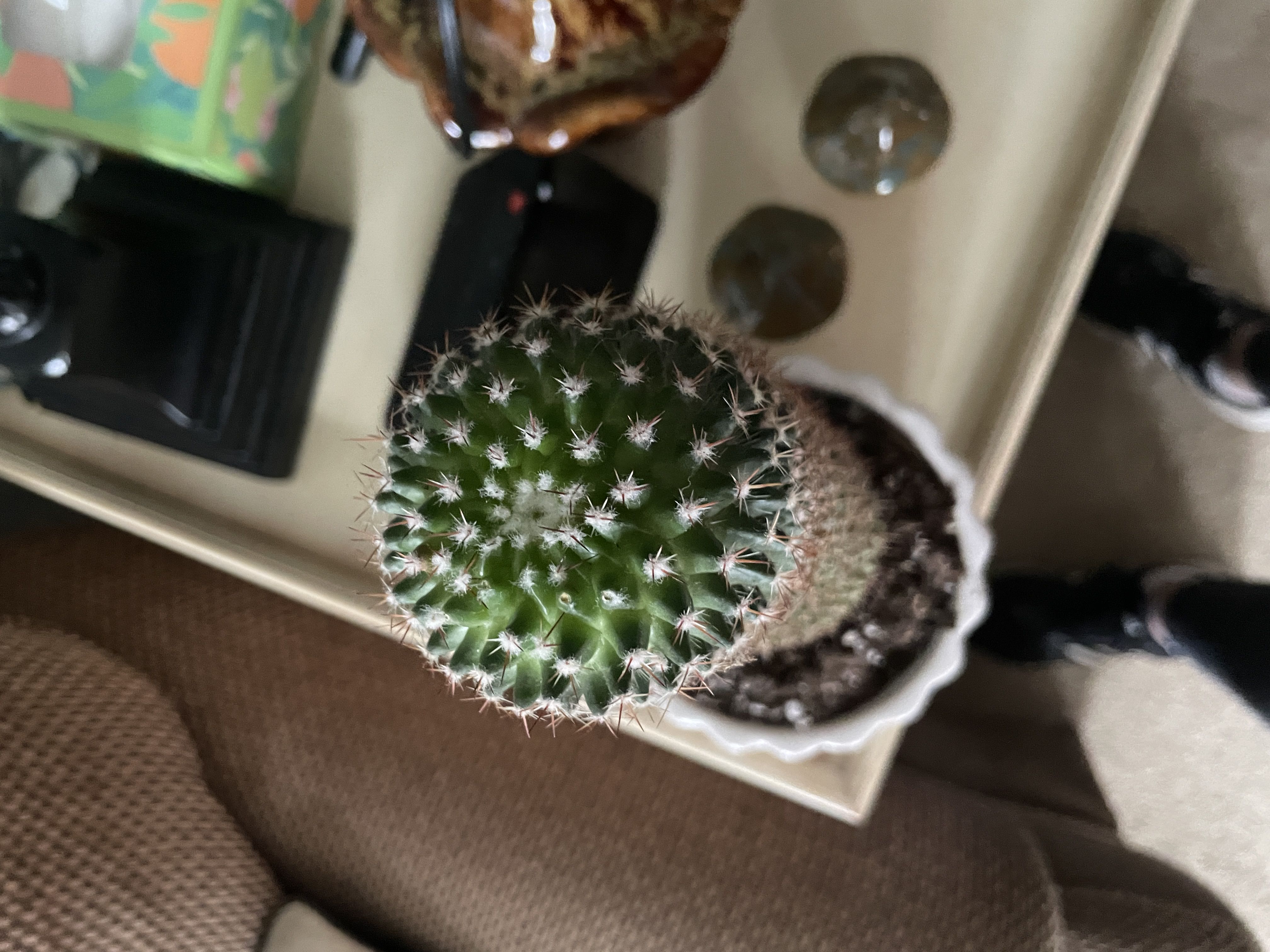 Photo from the post