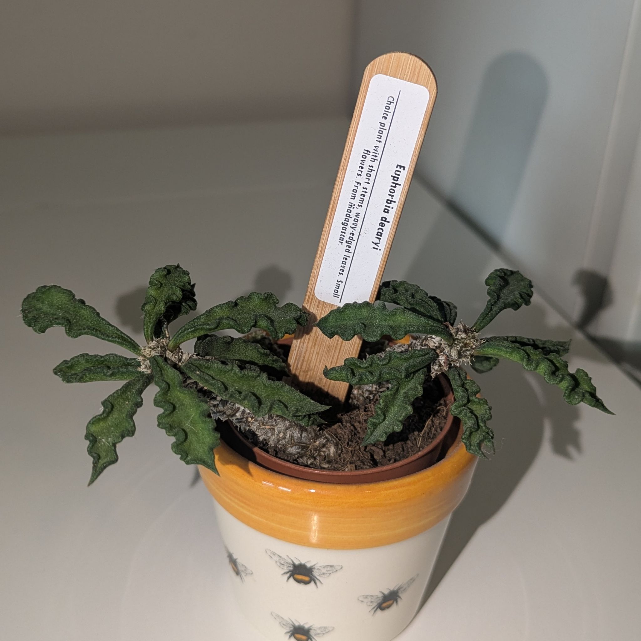 Photo of the plant species Euphorbia decaryi by @willow13 named Sol on Greg, the plant care app