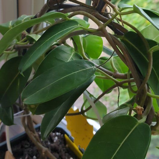 Photo of the plant species Jasmine by @willow13 named Miley on Greg, the plant care app