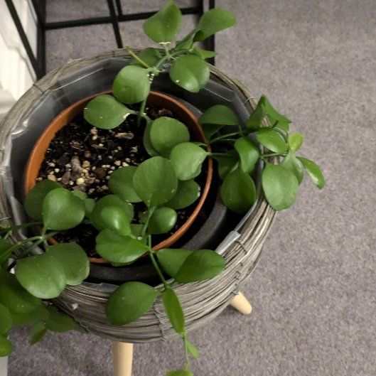 Photo of the plant species Dischidia imbricata by @willow13 named Theodore on Greg, the plant care app