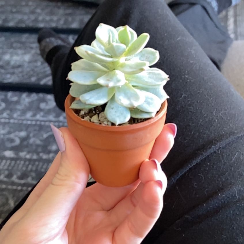 Photo of the plant species Echeveria x imbricata by @MightyPinoak named Echeveria on Greg, the plant care app