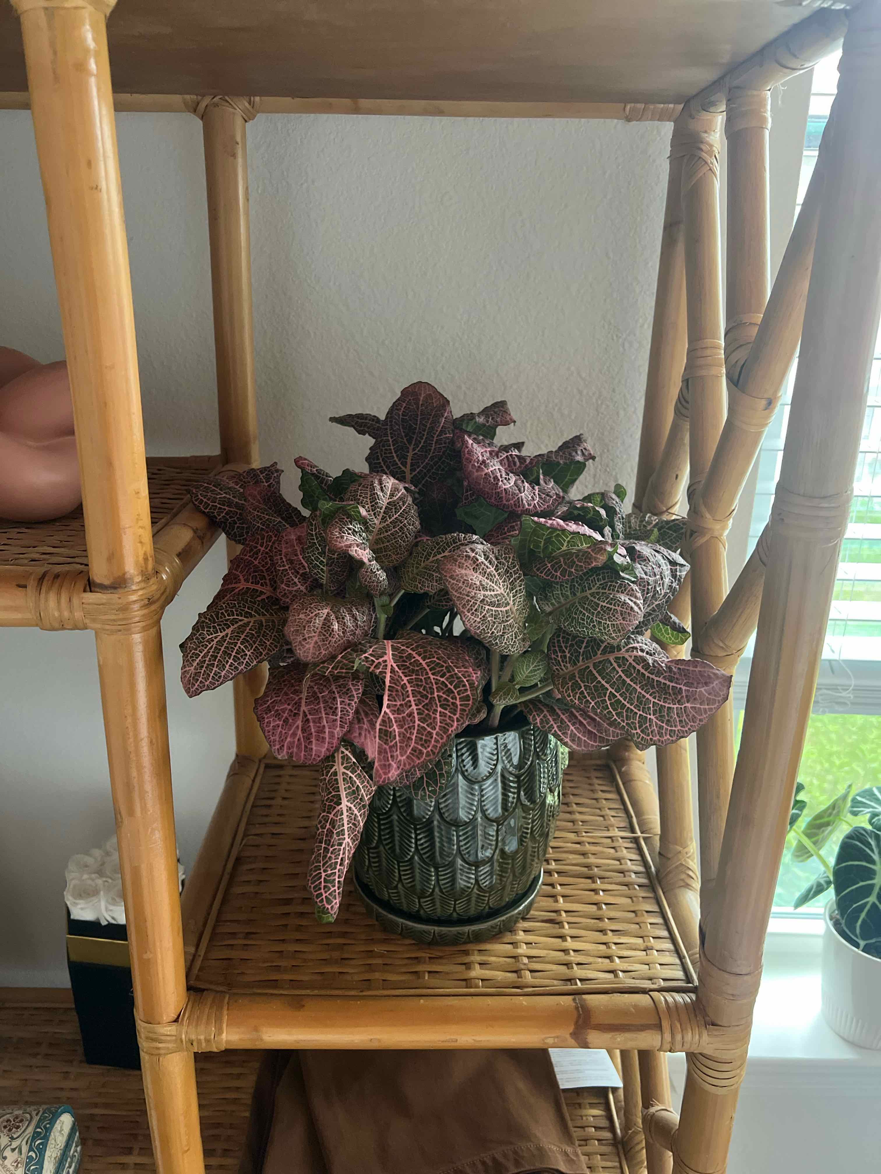 Pink Wave Nerve Plant on a bamboo shelf, healthy with vibrant pink and green leaves.