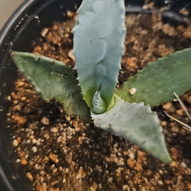 Century Plant uploaded to the Greg plant app by @Schnozberry