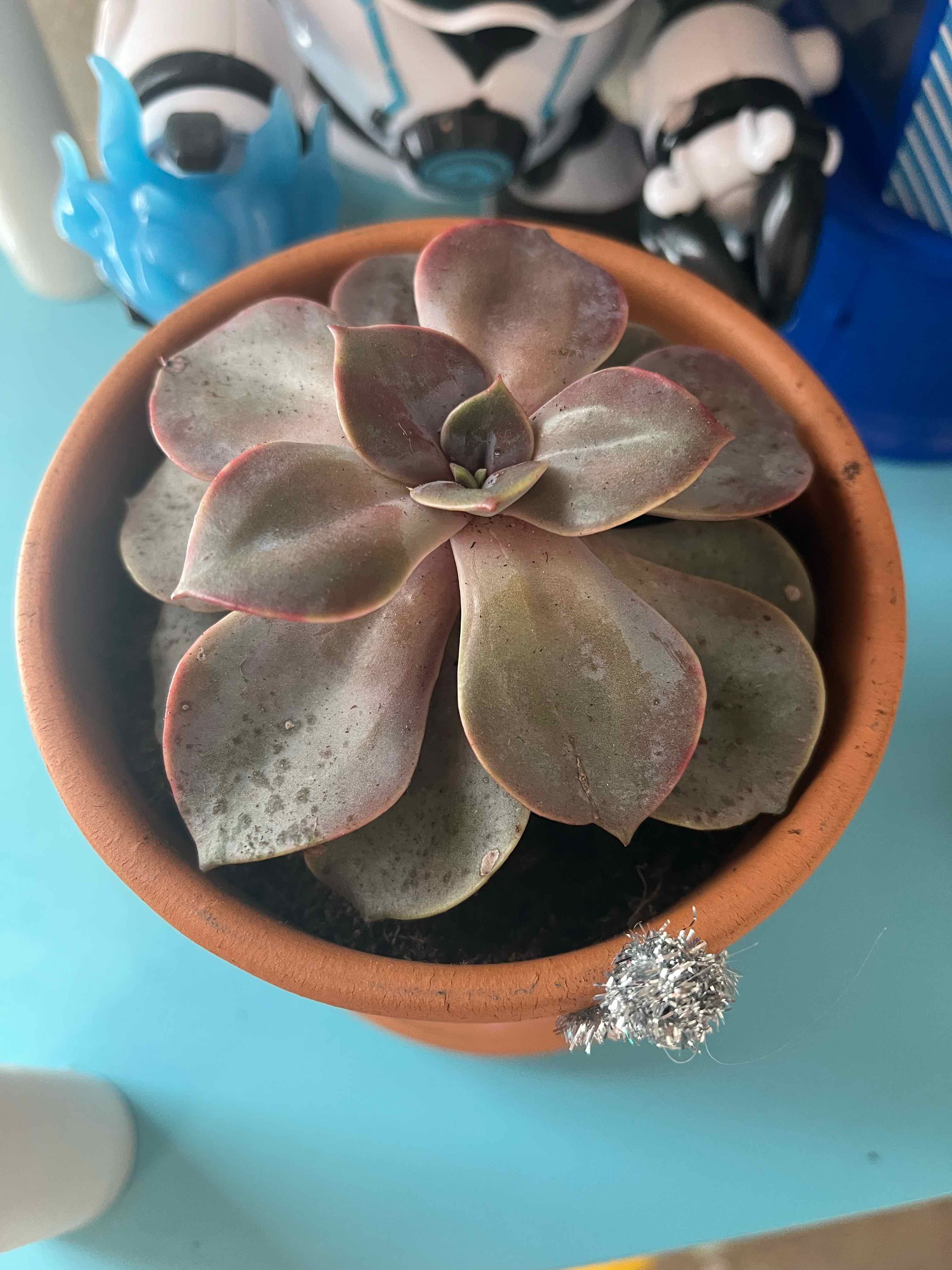 PinkyLeaves