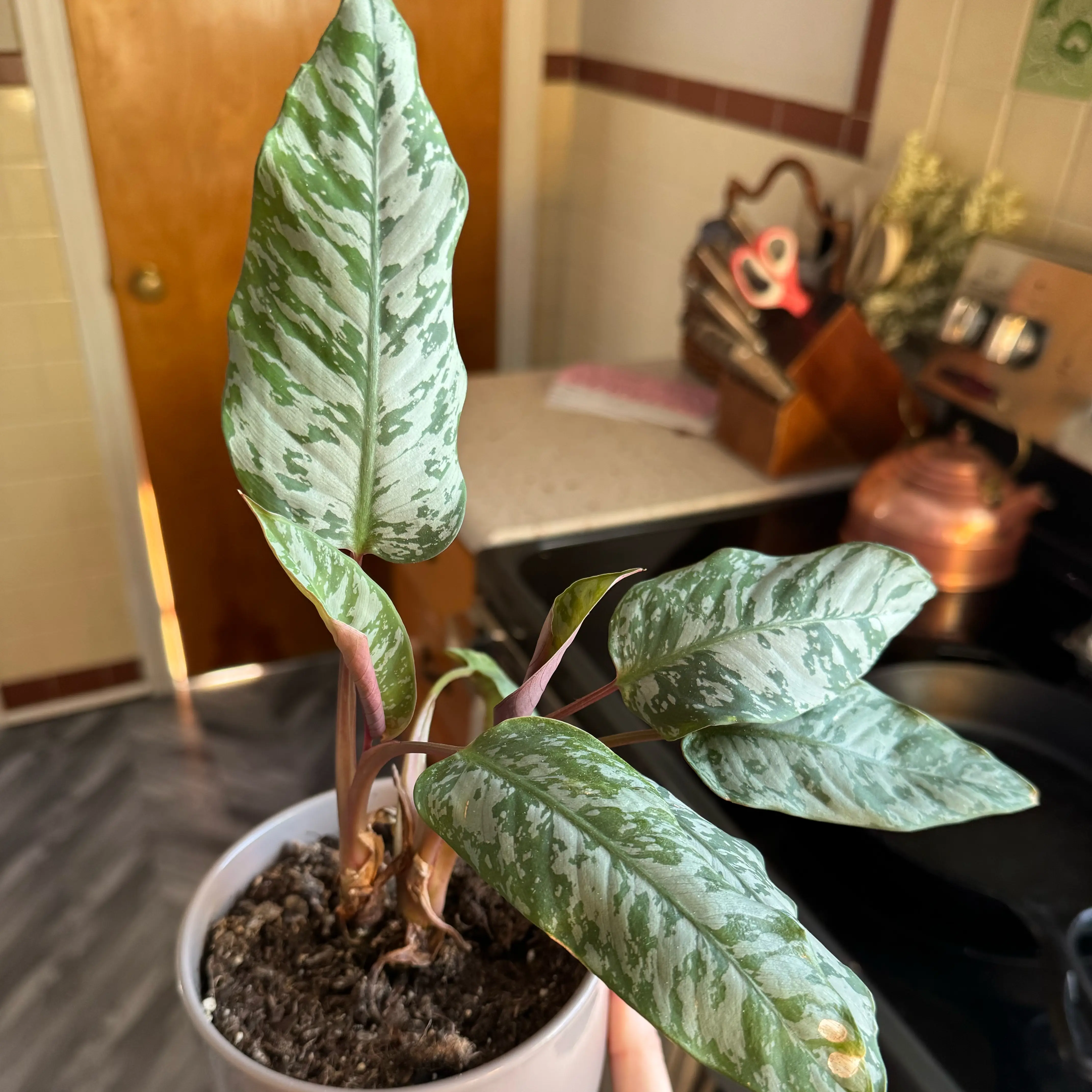 Photo of the plant species Apoballis acuminatissima 'Lavallaei' by @ShinyRadish named ChloroPhil on Greg, the plant care app