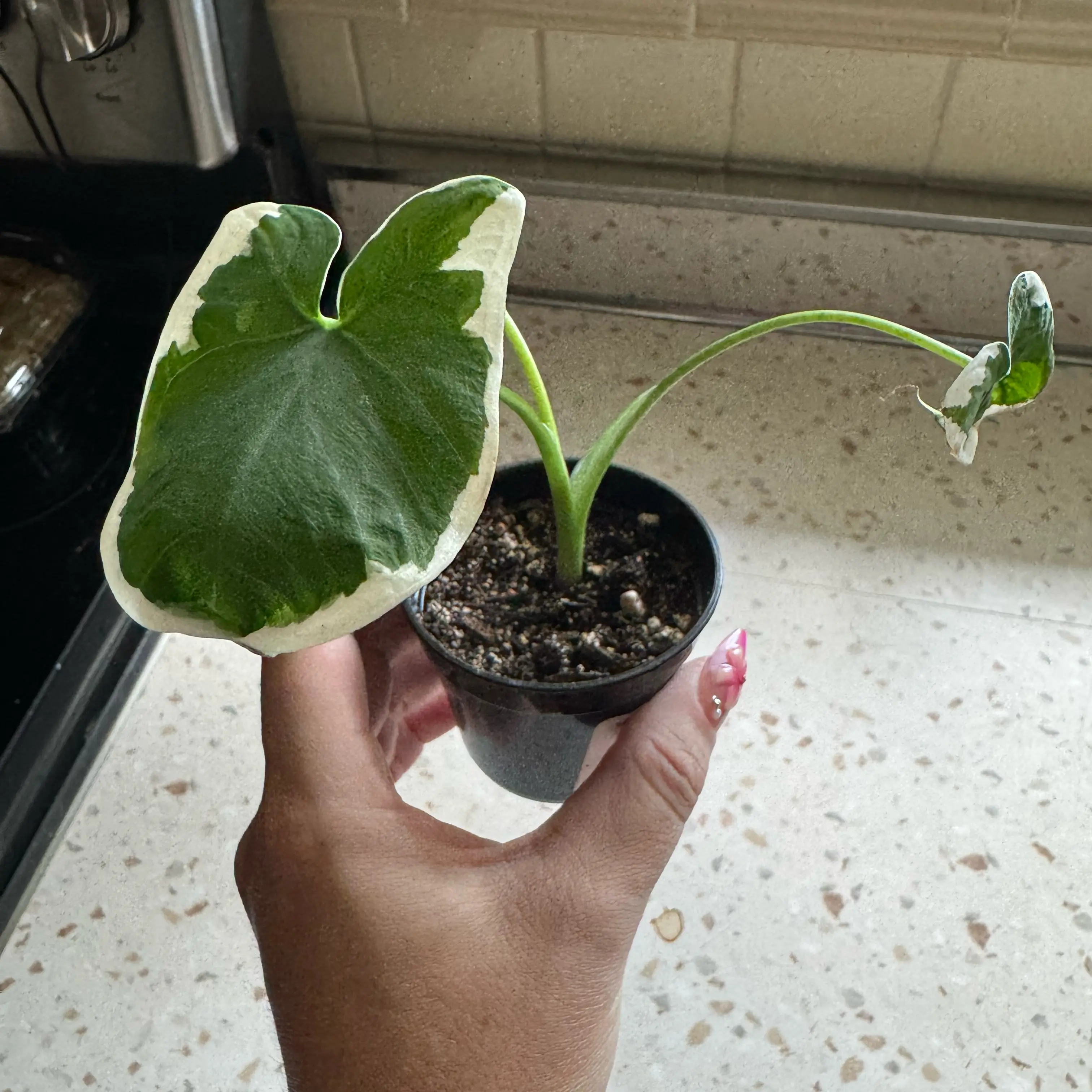 Photo of the plant species Mickey Mouse by @ShinyRadish named Demi on Greg, the plant care app