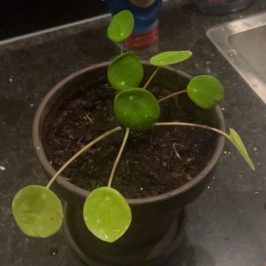 Morgan Treeman | A plant by @plantmommy2023 on Greg