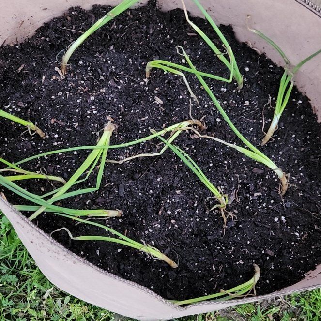 Photo of the plant species Small Yellow Onion by @StudiousClusia named Duke on Greg, the plant care app