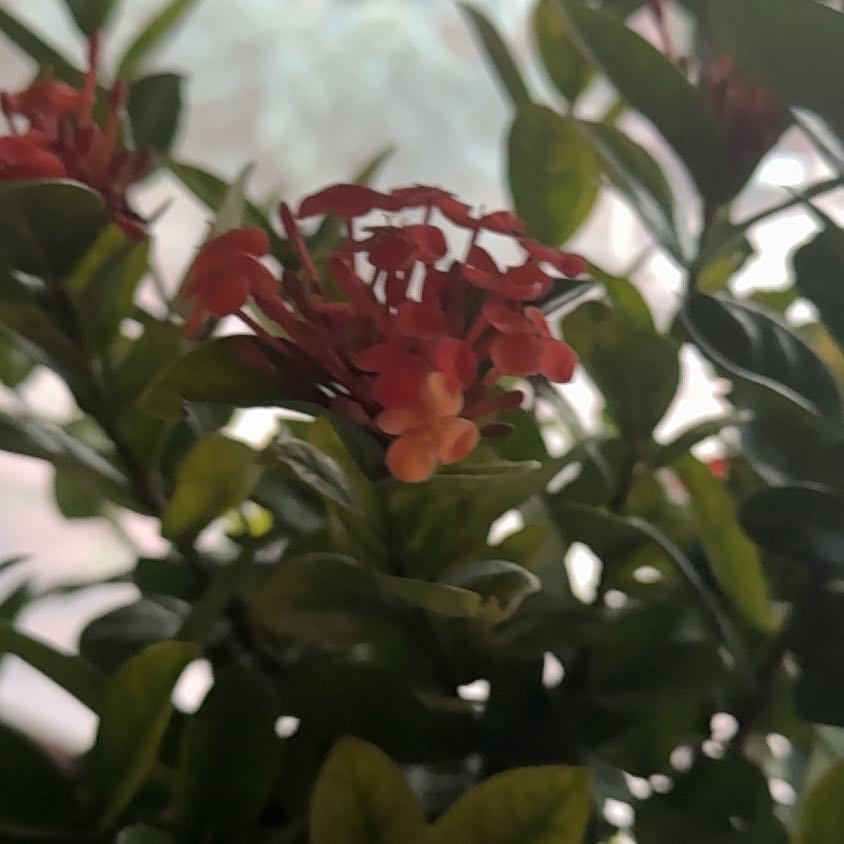 Photo of the plant species Chinese Ixora by @HeirPeanut named Orwell on Greg, the plant care app