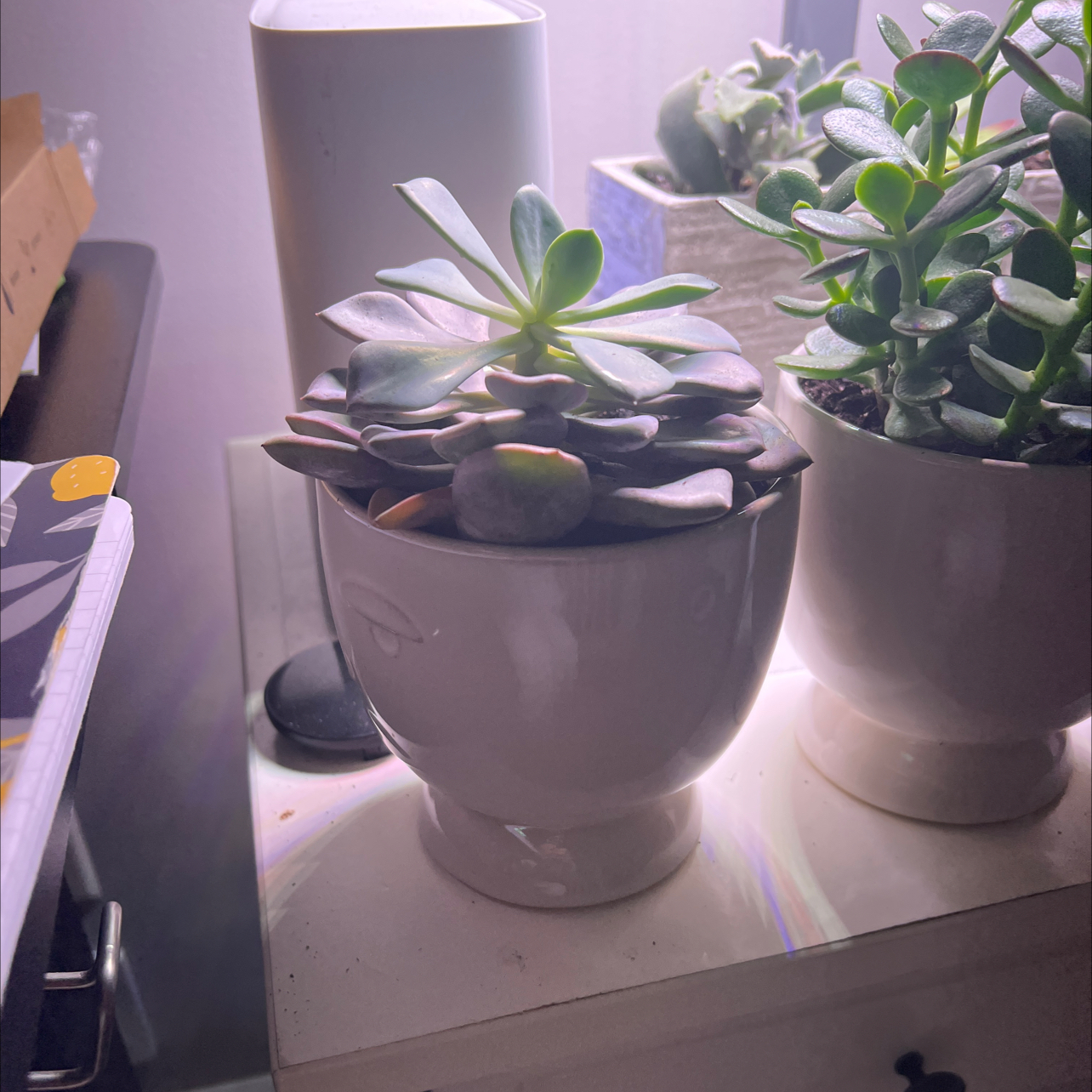 Potted Graptoveria 'Debbie' succulent indoors, healthy with no visible soil.