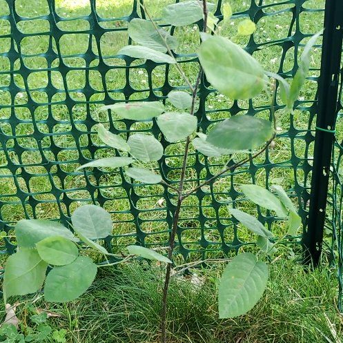 Photo of the plant species Serviceberry by @OlympianClusia named Auguste on Greg, the plant care app
