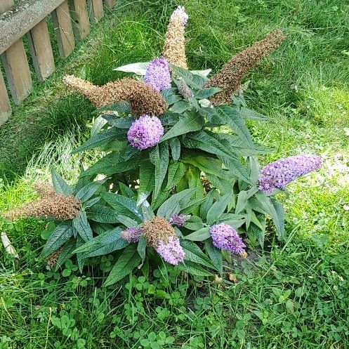 Photo of the plant species Orange Eye by @OlympianClusia named Amethyst on Greg, the plant care app