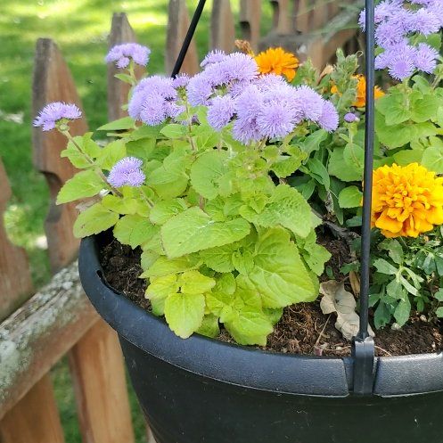 Photo of the plant species Flossflower by @OlympianClusia named The Gruffy Bois on Greg, the plant care app