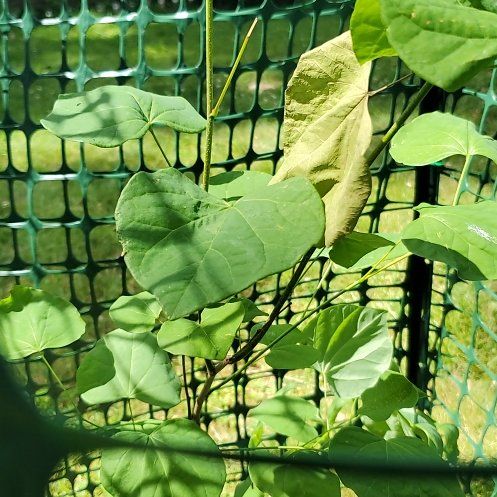 Photo of the plant species Eastern Redbud by @OlympianClusia named Voile on Greg, the plant care app