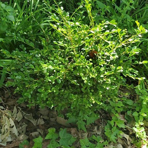 Photo of the plant species Sky Pencil Holly by @OlympianClusia named Millie on Greg, the plant care app