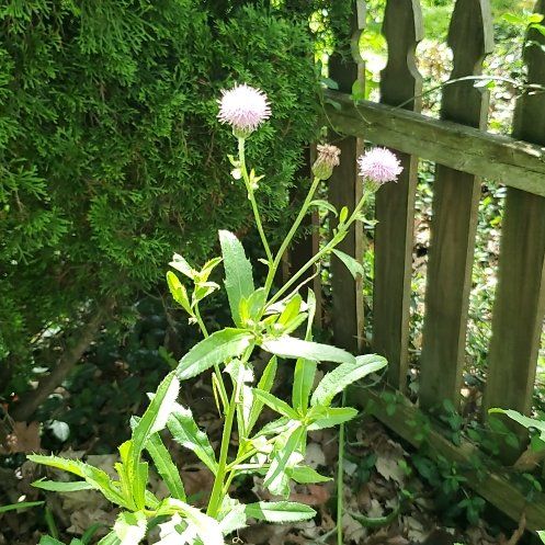 Photo of the plant species Canada Thistle by @OlympianClusia named Heloise on Greg, the plant care app