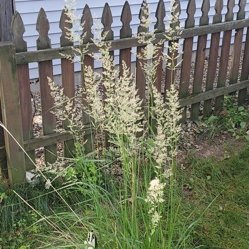 Photo of the plant species Common Velvetgrass by @OlympianClusia named Esther, Peter, Pietro, & Leo on Greg, the plant care app