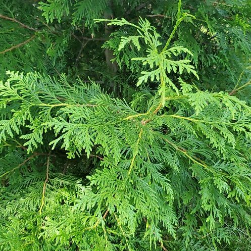 Photo of the plant species Arborvitae by @OlympianClusia named The Annies on Greg, the plant care app